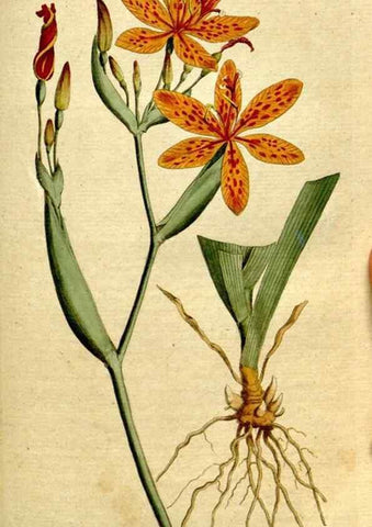 Reproducción/Reproduction 8560598592: The Botanical magazine, or, Flower-garden displayed ... /. [S.l. :s.n.],1790-1800 ;
