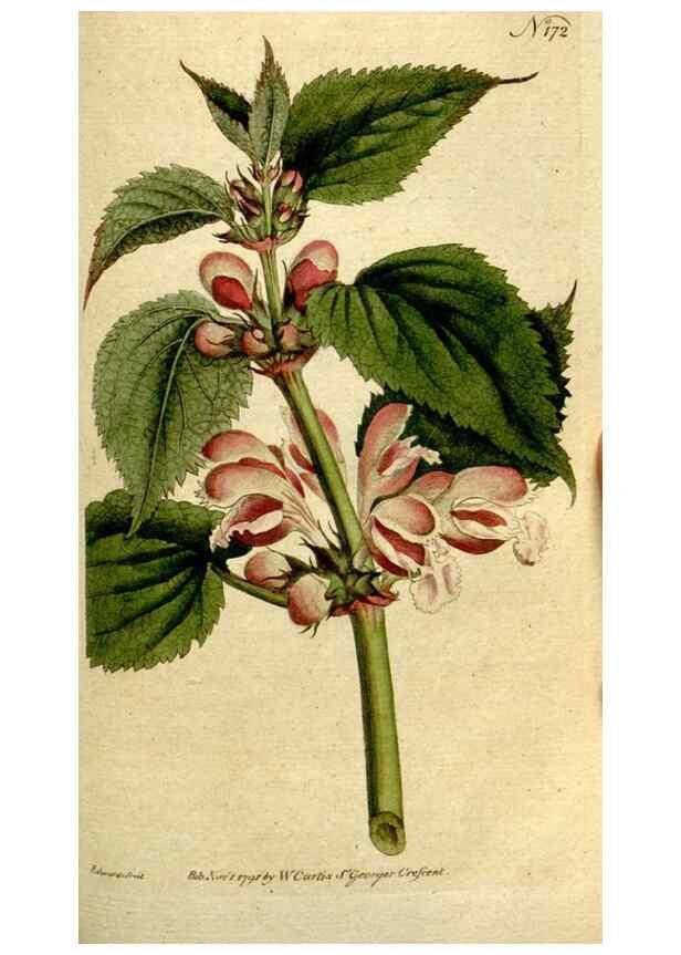 Reproducción/Reproduction 8559490773: The Botanical magazine, or, Flower-garden displayed ... /. [S.l. :s.n.],1790-1800 ;