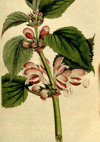 Reproducción/Reproduction 8559490773: The Botanical magazine, or, Flower-garden displayed ... /. [S.l. :s.n.],1790-1800 ;