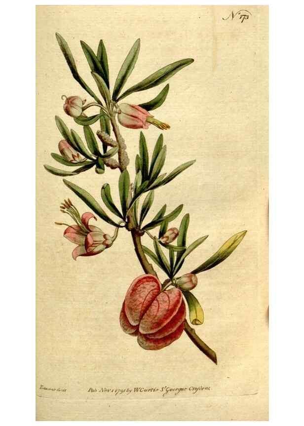 Reproducción/Reproduction 8560599900: The Botanical magazine, or, Flower-garden displayed ... /. [S.l. :s.n.],1790-1800 ;