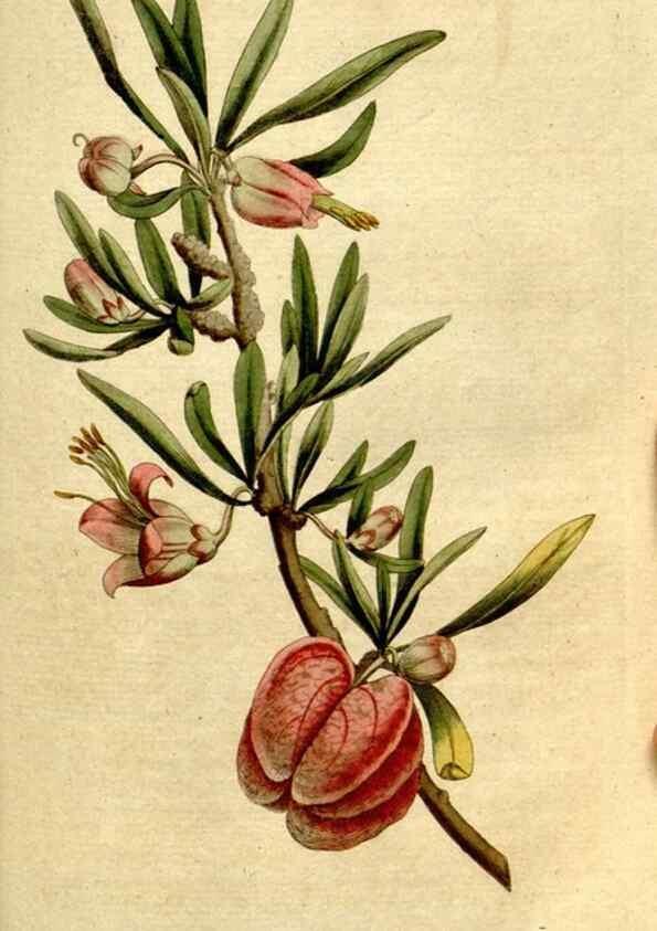 Reproducción/Reproduction 8560599900: The Botanical magazine, or, Flower-garden displayed ... /. [S.l. :s.n.],1790-1800 ;