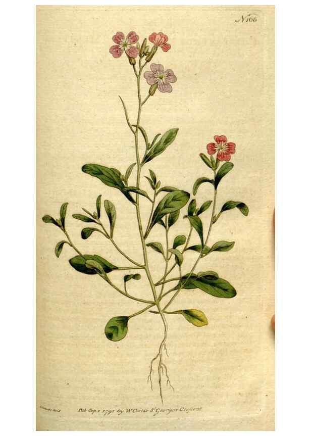 Reproducción/Reproduction 8559487345: The Botanical magazine, or, Flower-garden displayed ... /. [S.l. :s.n.],1790-1800 ;