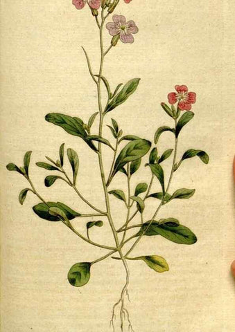 Reproducción/Reproduction 8559487345: The Botanical magazine, or, Flower-garden displayed ... /. [S.l. :s.n.],1790-1800 ;