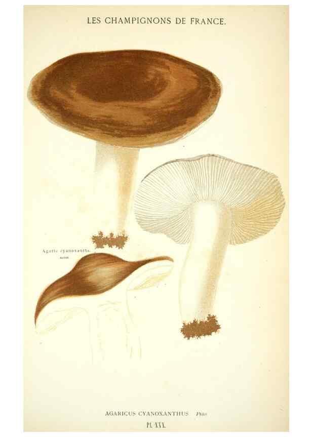 Reproducción/Reproduction 8558712505: Les champignons de la France :. Paris :J. Rothschild,1870.