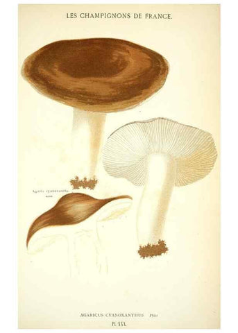 Reproducción/Reproduction 8558712505: Les champignons de la France :. Paris :J. Rothschild,1870.