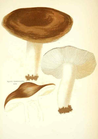 Reproducción/Reproduction 8558712505: Les champignons de la France :. Paris :J. Rothschild,1870.