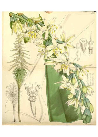 Reproducción/Reproduction 8568715631: Curtis's botanical magazine.. London ;New York [etc.] :Academic Press [etc.]