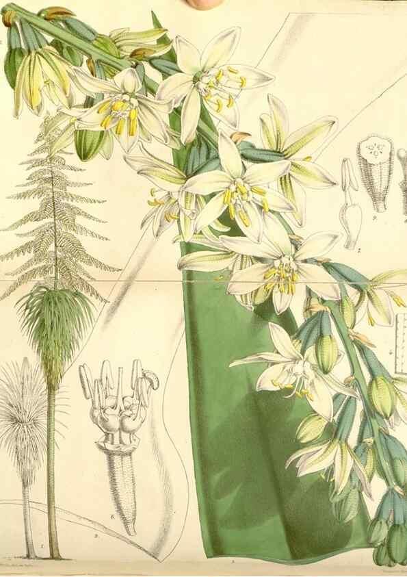 Reproducción/Reproduction 8568715631: Curtis's botanical magazine.. London ;New York [etc.] :Academic Press [etc.]