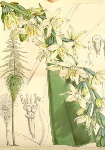Reproducción/Reproduction 8568715631: Curtis's botanical magazine.. London ;New York [etc.] :Academic Press [etc.]