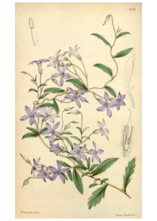 Reproducción/Reproduction 8569815228: Curtis's botanical magazine.. London ;New York [etc.] :Academic Press [etc.]