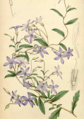 Reproducción/Reproduction 8569815228: Curtis's botanical magazine.. London ;New York [etc.] :Academic Press [etc.]