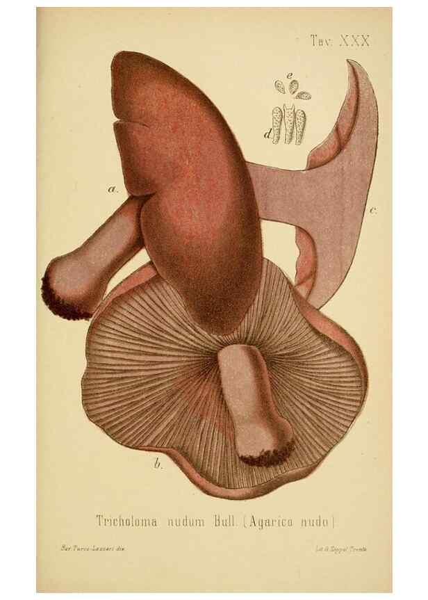 Reproducción/Reproduction 8573779427: I funghi mangerecci e velenosi dell'Europa media,. Trento,G. Zippel,1906.
