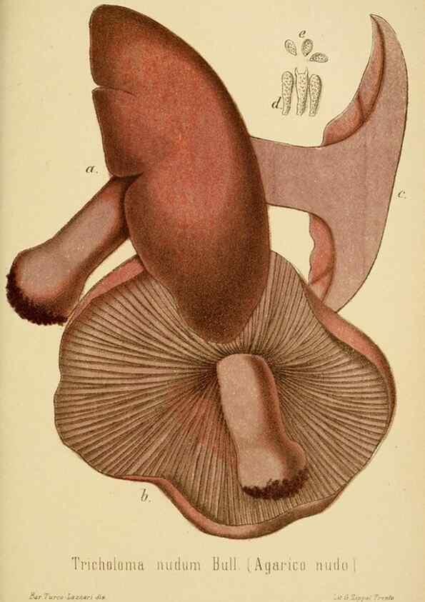 Reproducción/Reproduction 8573779427: I funghi mangerecci e velenosi dell'Europa media,. Trento,G. Zippel,1906.