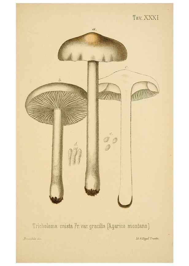 Reproducción/Reproduction 8574873558: I funghi mangerecci e velenosi dell'Europa media,. Trento,G. Zippel,1906.