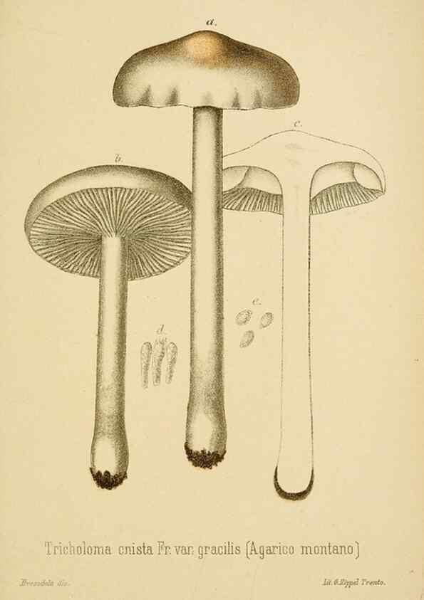 Reproducción/Reproduction 8574873558: I funghi mangerecci e velenosi dell'Europa media,. Trento,G. Zippel,1906.