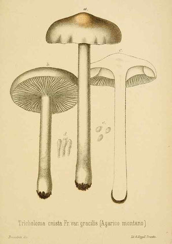 Reproducción/Reproduction 8574873558: I funghi mangerecci e velenosi dell'Europa media,. Trento,G. Zippel,1906.