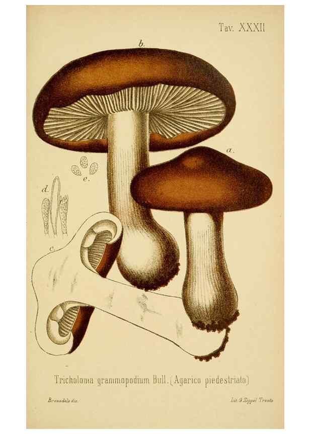 Reproducción/Reproduction 8573779997: I funghi mangerecci e velenosi dell'Europa media,. Trento,G. Zippel,1906.
