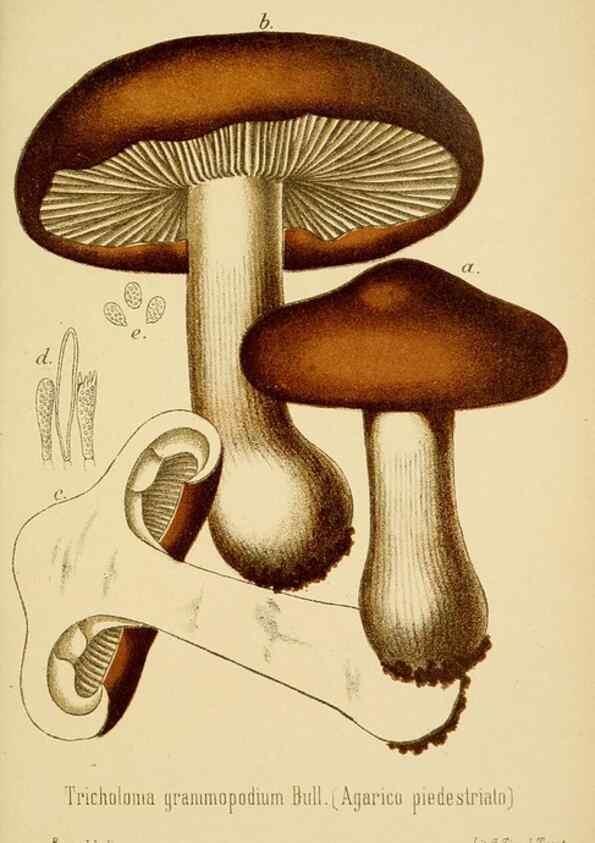 Reproducción/Reproduction 8573779997: I funghi mangerecci e velenosi dell'Europa media,. Trento,G. Zippel,1906.