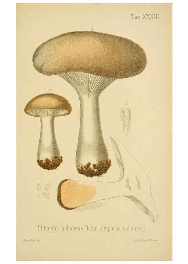 Reproducción/Reproduction 8573780293: I funghi mangerecci e velenosi dell'Europa media,. Trento,G. Zippel,1906.