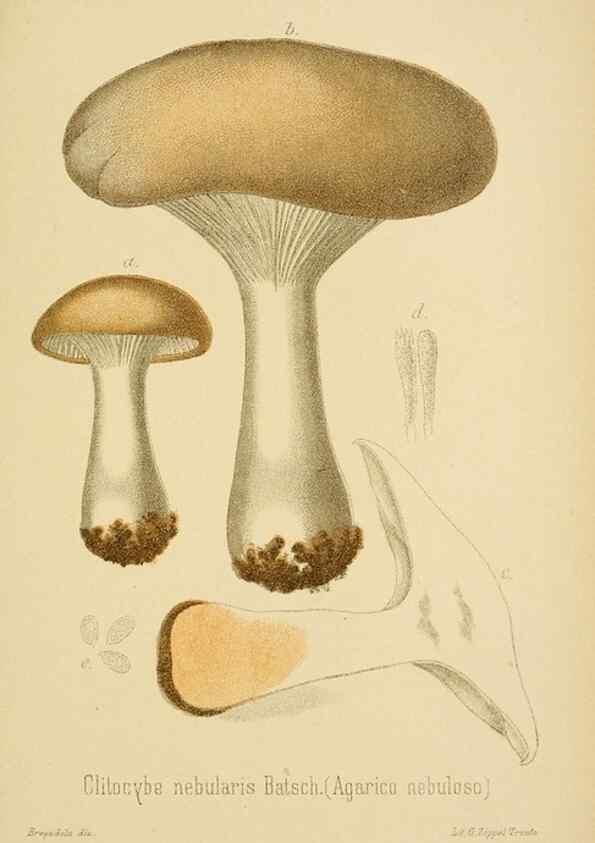 Reproducción/Reproduction 8573780293: I funghi mangerecci e velenosi dell'Europa media,. Trento,G. Zippel,1906.