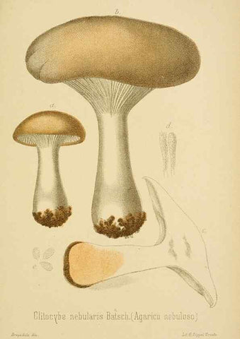 Reproducción/Reproduction 8573780293: I funghi mangerecci e velenosi dell'Europa media,. Trento,G. Zippel,1906.
