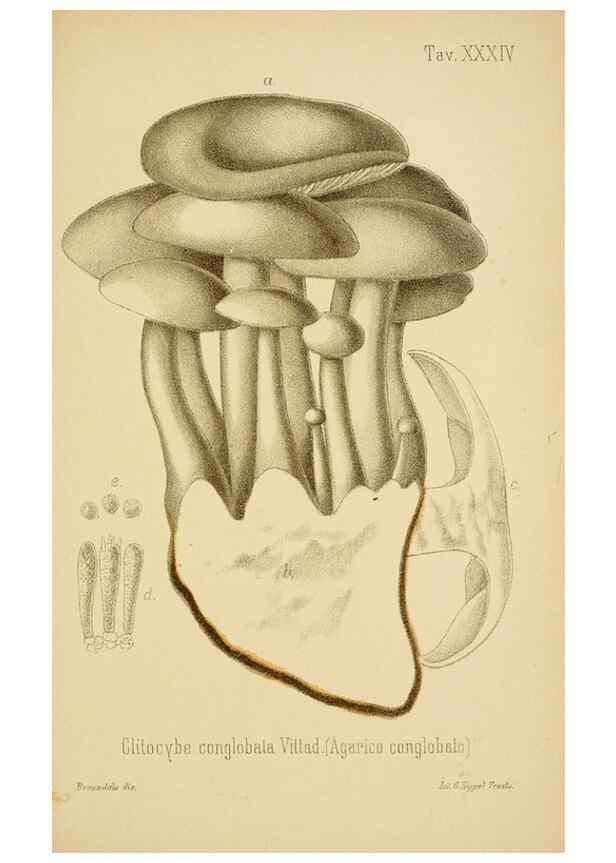 Reproducción/Reproduction 8574874664: I funghi mangerecci e velenosi dell'Europa media,. Trento,G. Zippel,1906.