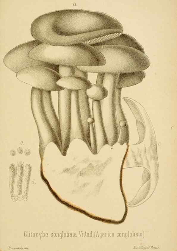 Reproducción/Reproduction 8574874664: I funghi mangerecci e velenosi dell'Europa media,. Trento,G. Zippel,1906.