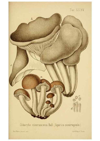 Reproducción/Reproduction 8573781127: I funghi mangerecci e velenosi dell'Europa media,. Trento,G. Zippel,1906.