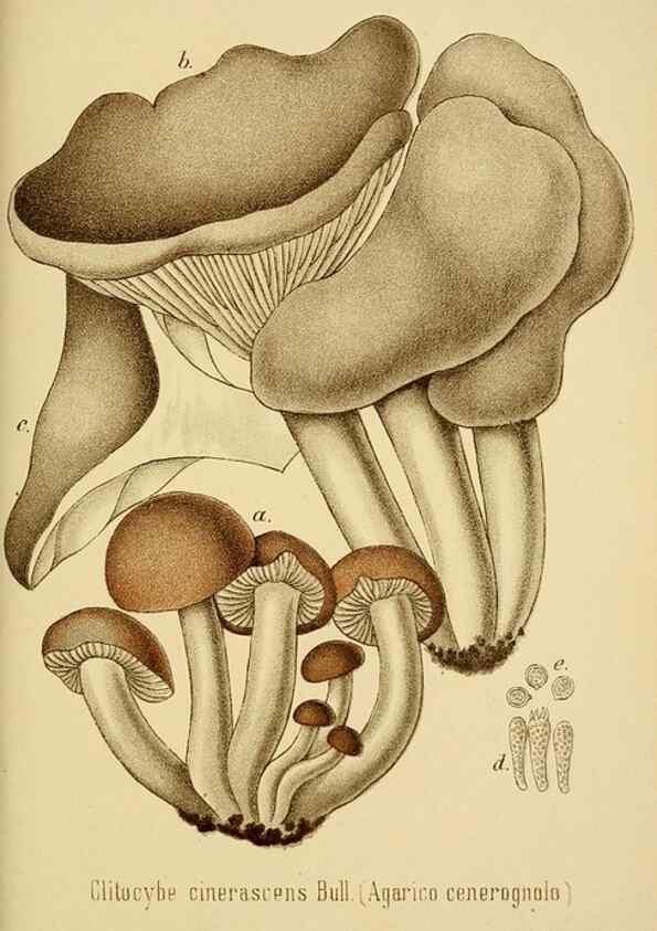 Reproducción/Reproduction 8573781127: I funghi mangerecci e velenosi dell'Europa media,. Trento,G. Zippel,1906.