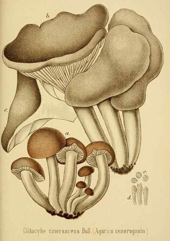 Reproducción/Reproduction 8573781127: I funghi mangerecci e velenosi dell'Europa media,. Trento,G. Zippel,1906.