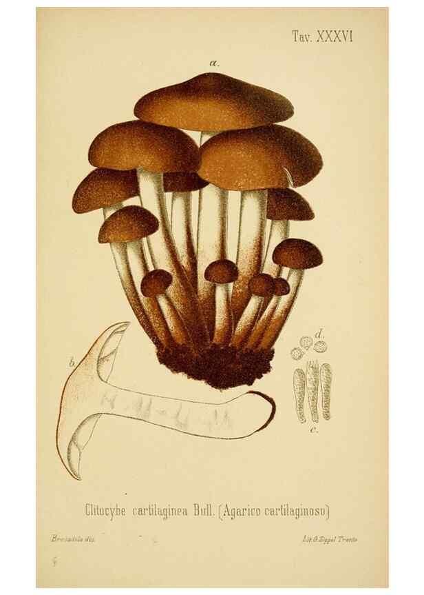 Reproducción/Reproduction 8573781381: I funghi mangerecci e velenosi dell'Europa media,. Trento,G. Zippel,1906.