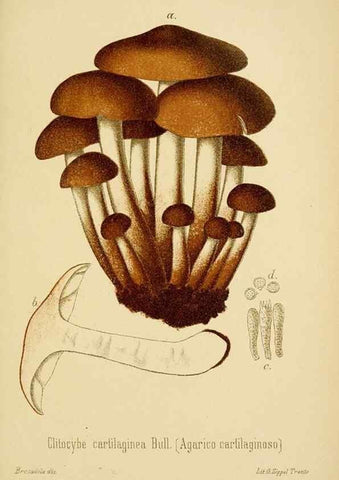 Reproducción/Reproduction 8573781381: I funghi mangerecci e velenosi dell'Europa media,. Trento,G. Zippel,1906.