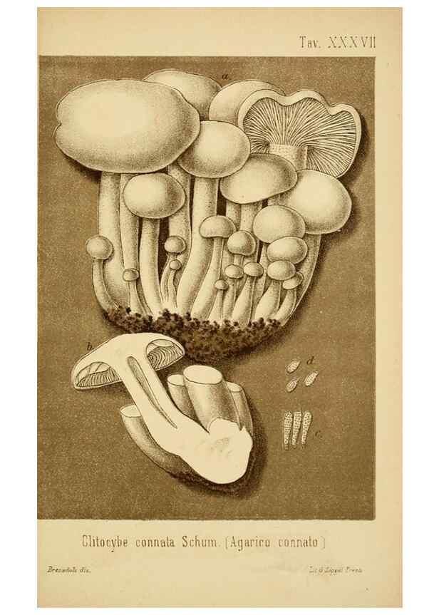 Reproducción/Reproduction 8573781709: I funghi mangerecci e velenosi dell'Europa media,. Trento,G. Zippel,1906.