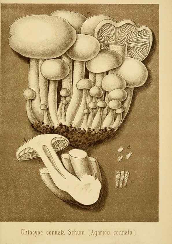 Reproducción/Reproduction 8573781709: I funghi mangerecci e velenosi dell'Europa media,. Trento,G. Zippel,1906.