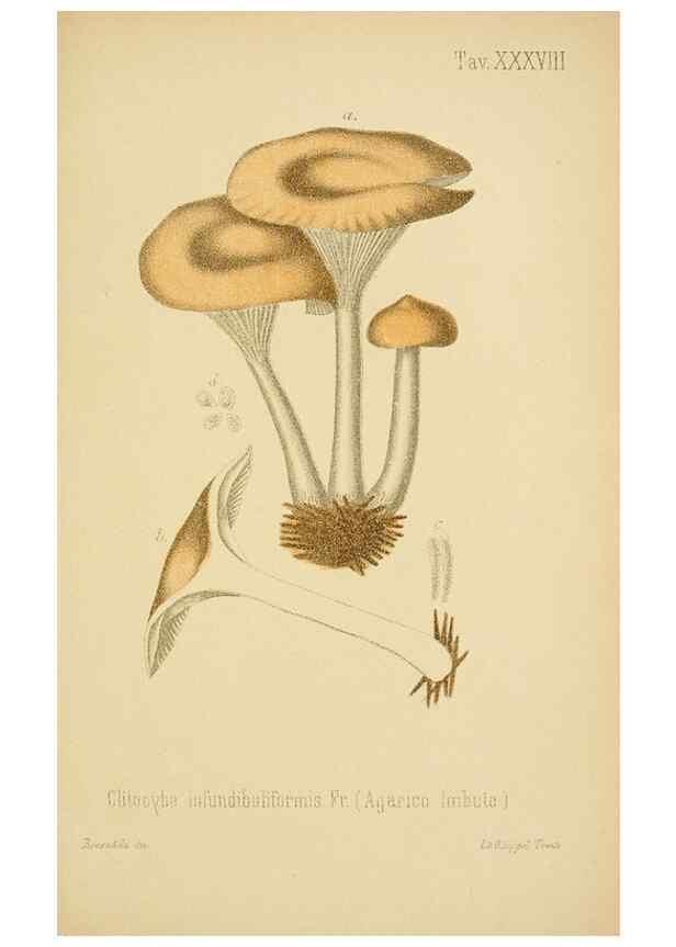 Reproducción/Reproduction 8574876082: I funghi mangerecci e velenosi dell'Europa media,. Trento,G. Zippel,1906.