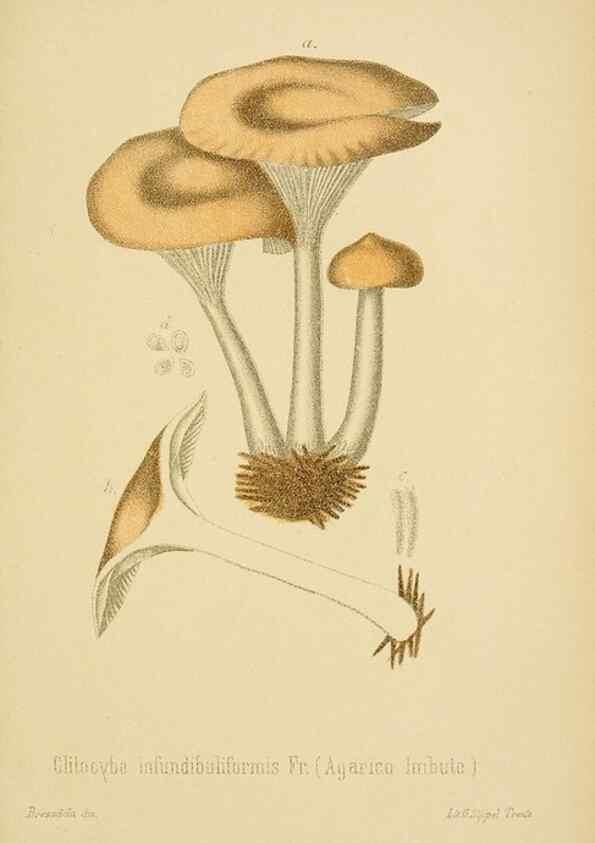 Reproducción/Reproduction 8574876082: I funghi mangerecci e velenosi dell'Europa media,. Trento,G. Zippel,1906.
