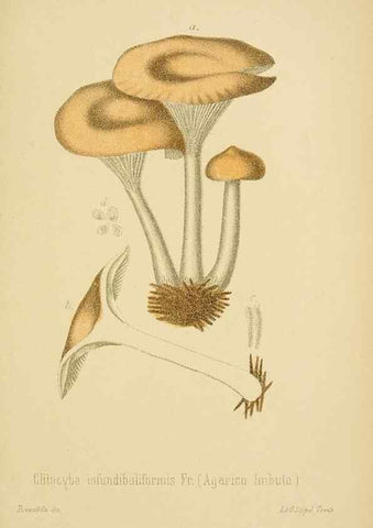 Reproducción/Reproduction 8574876082: I funghi mangerecci e velenosi dell'Europa media,. Trento,G. Zippel,1906.