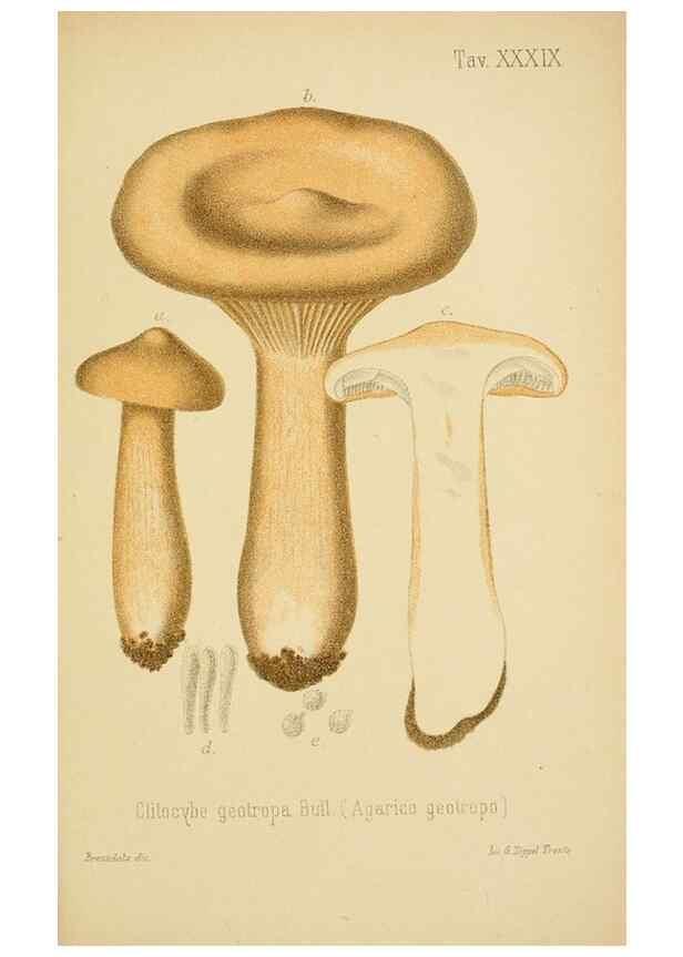 Reproducción/Reproduction 8574876306: I funghi mangerecci e velenosi dell'Europa media,. Trento,G. Zippel,1906.
