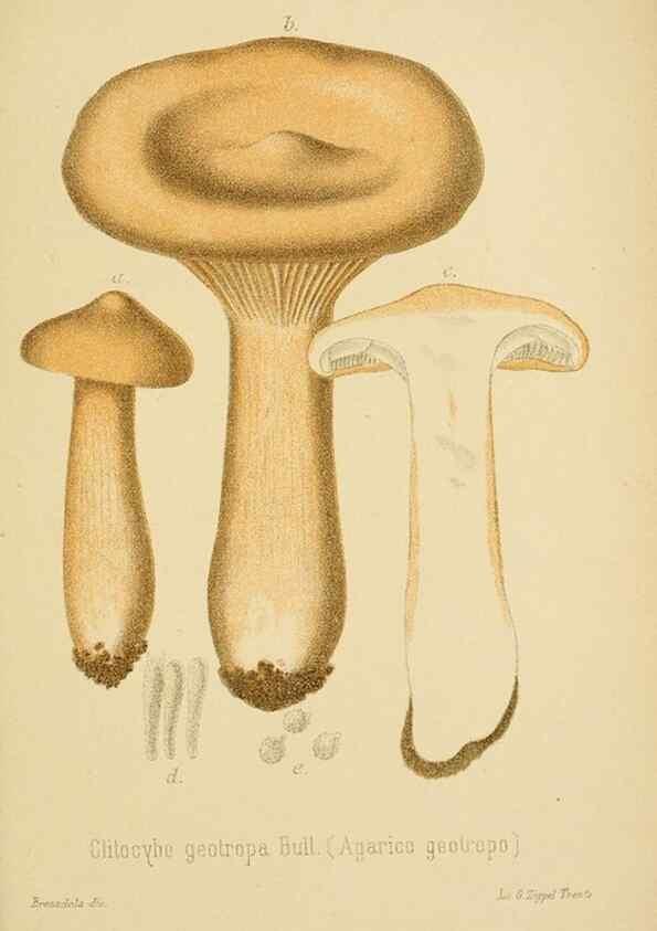 Reproducción/Reproduction 8574876306: I funghi mangerecci e velenosi dell'Europa media,. Trento,G. Zippel,1906.