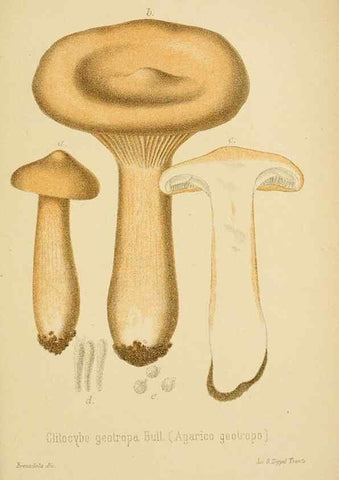 Reproducción/Reproduction 8574876306: I funghi mangerecci e velenosi dell'Europa media,. Trento,G. Zippel,1906.