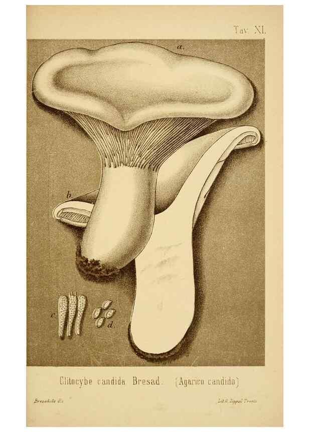 Reproducción/Reproduction 8574876716: I funghi mangerecci e velenosi dell'Europa media,. Trento,G. Zippel,1906.