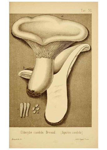 Reproducción/Reproduction 8574876716: I funghi mangerecci e velenosi dell'Europa media,. Trento,G. Zippel,1906.