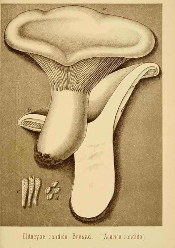 Reproducción/Reproduction 8574876716: I funghi mangerecci e velenosi dell'Europa media,. Trento,G. Zippel,1906.