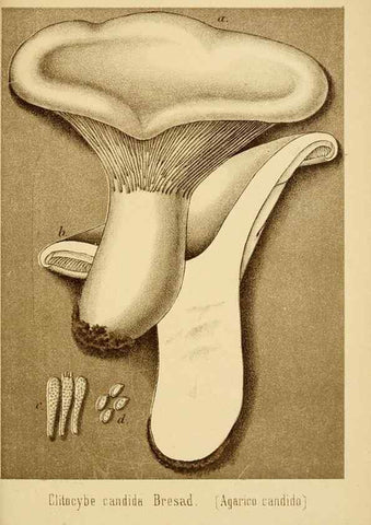 Reproducción/Reproduction 8574876716: I funghi mangerecci e velenosi dell'Europa media,. Trento,G. Zippel,1906.