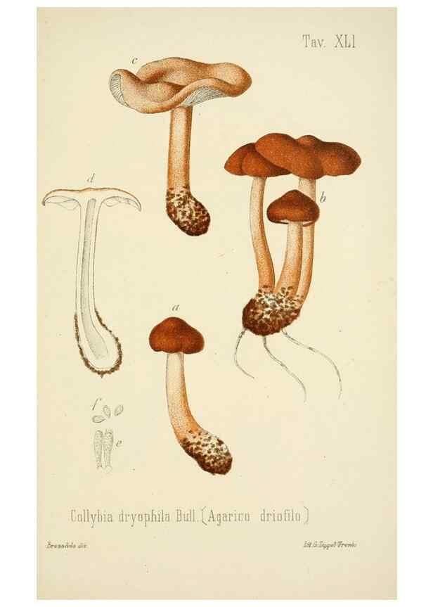 Reproducción/Reproduction 8573782989: I funghi mangerecci e velenosi dell'Europa media,. Trento,G. Zippel,1906.
