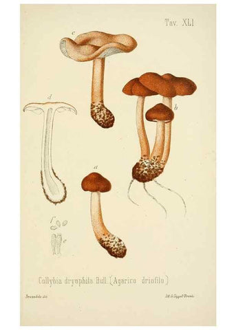 Reproducción/Reproduction 8573782989: I funghi mangerecci e velenosi dell'Europa media,. Trento,G. Zippel,1906.