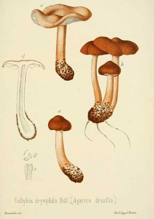 Reproducción/Reproduction 8573782989: I funghi mangerecci e velenosi dell'Europa media,. Trento,G. Zippel,1906.
