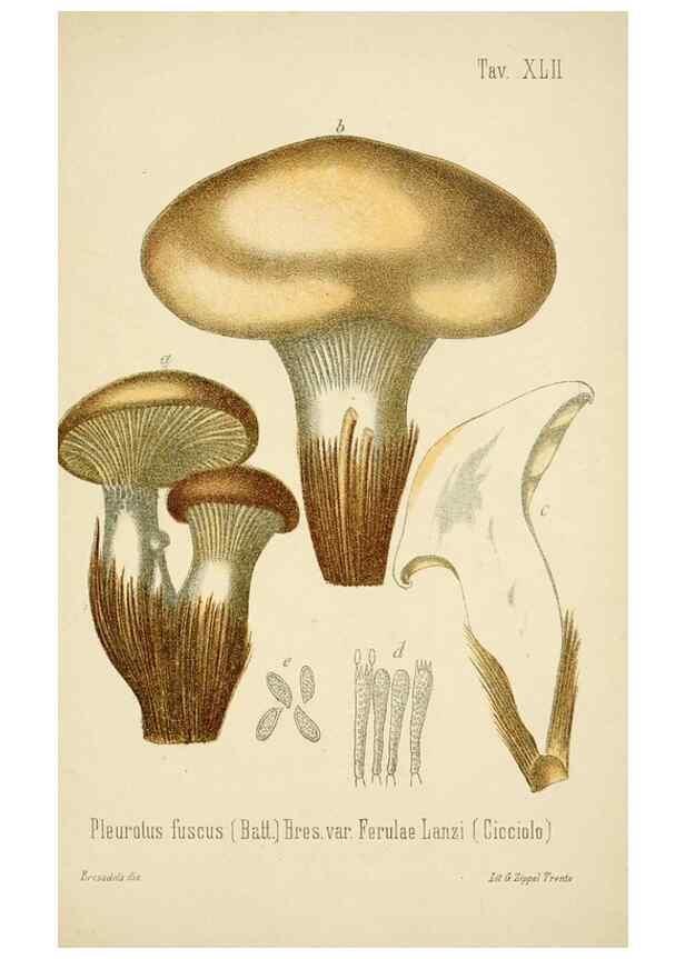Reproducción/Reproduction 8574877150: I funghi mangerecci e velenosi dell'Europa media,. Trento,G. Zippel,1906.