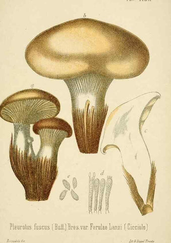 Reproducción/Reproduction 8574877150: I funghi mangerecci e velenosi dell'Europa media,. Trento,G. Zippel,1906.