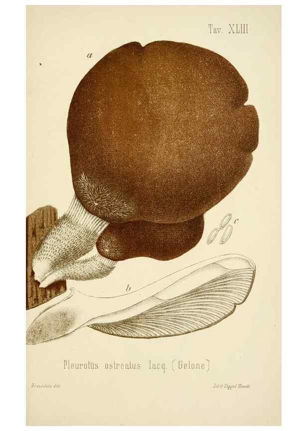 Reproducción/Reproduction 8573783609: I funghi mangerecci e velenosi dell'Europa media,. Trento,G. Zippel,1906.
